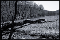 1 položka z fotogalerie, malé (thumbnail) ukázkové foto. Stromy - Čechy, okolí Prahy